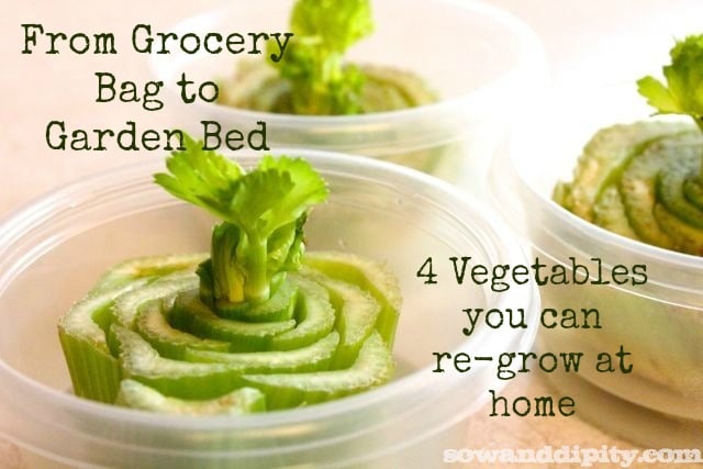 Grow Fooding in Grocery Bags