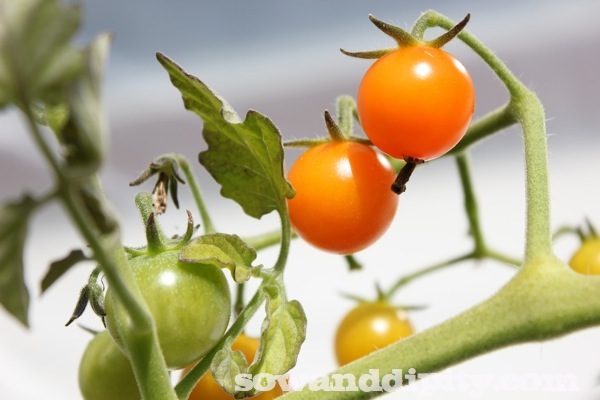 sungold tomato