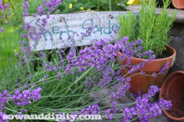 Lavender in the herb garden
