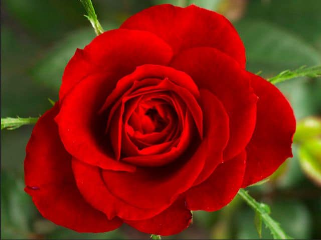 Red Rose, Wikimedia