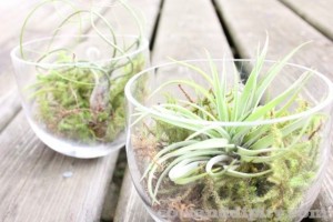 Airplants and moss