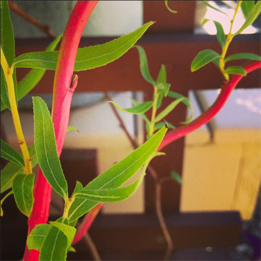 Pink Stem Curly Willow