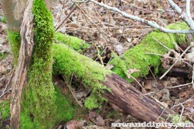 moss on logs