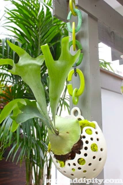 How to Mount a Stag Horn Fern to a Board