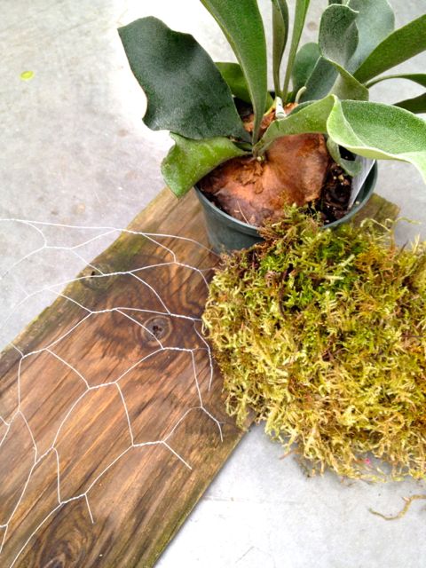 how to mount a staghorn fern