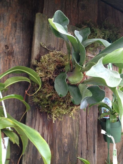 How to mount a Staghorn Fern