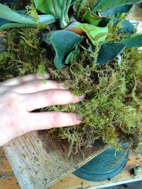 Pack moss around root ball