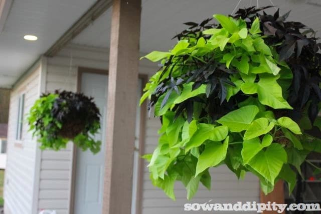 Ipomea hanging baskets