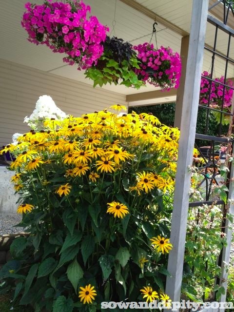 Colorful hanging baskets