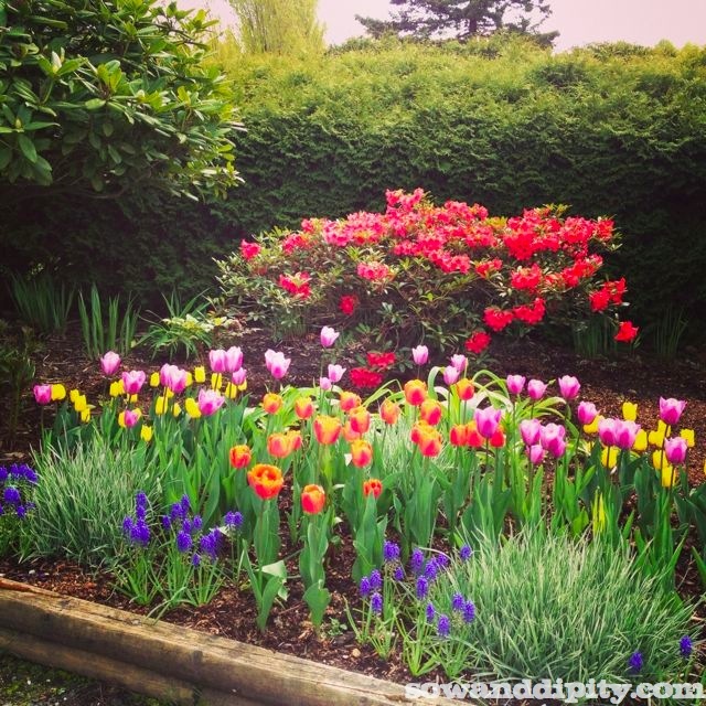 tulip garden design ideas tulip garden design ideas