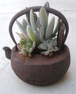 Cast Iron Tea Pot Planter
