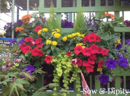 Planter Designs, Sow and Dipity 23