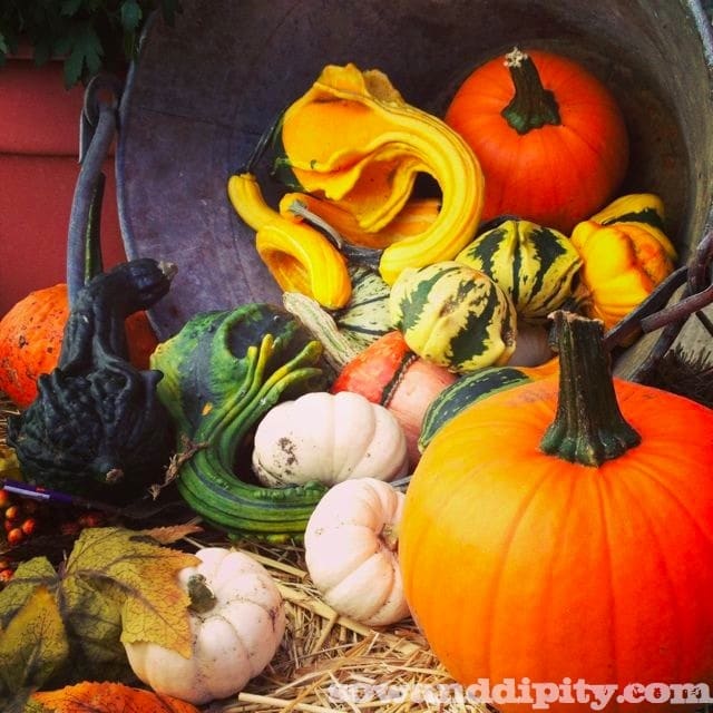 Using Gourds in Fall Planters