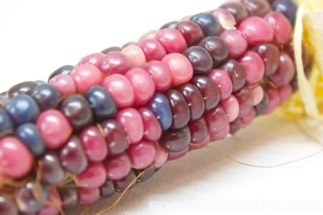 Very Berry gem corn