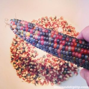 harvesting gem corn