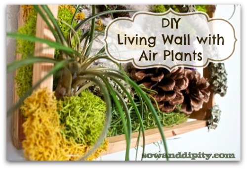 An easy mini DIY living wall with air plants
