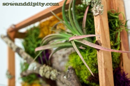 Use air plants in a living wall
