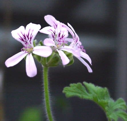 Scented_geraniums_are_for_lovers