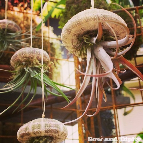 hanging air plants