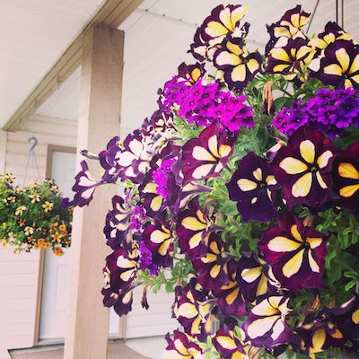 hanging baskets that last all summer long planters indoor contemporary