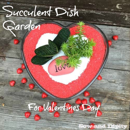 Succulent Dish Garden for Valentines Day