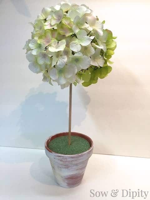 Hydrangea Topiary