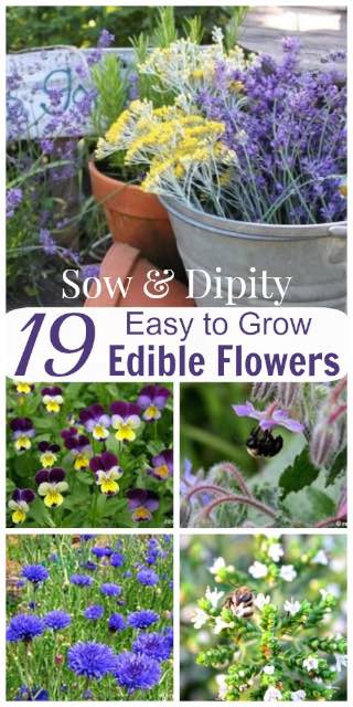 19 Edible Flowers