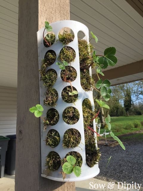 Turn an Ikea basket into a vertical garden! Perfect for strawberries, this quick video shows you how. 