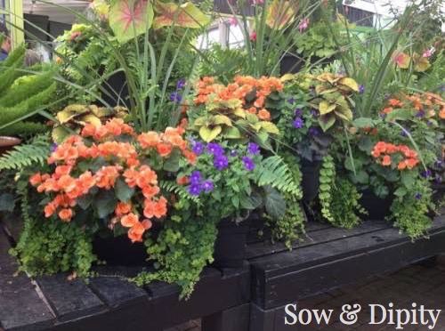 Planter Designs, Sow and Dipity 18