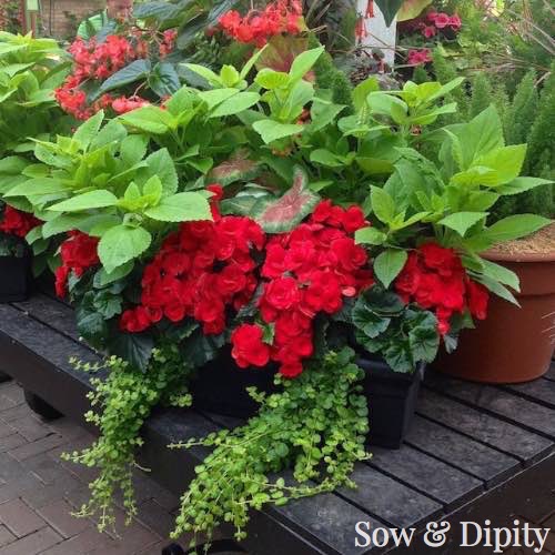 Planter Designs, Sow and Dipity 22