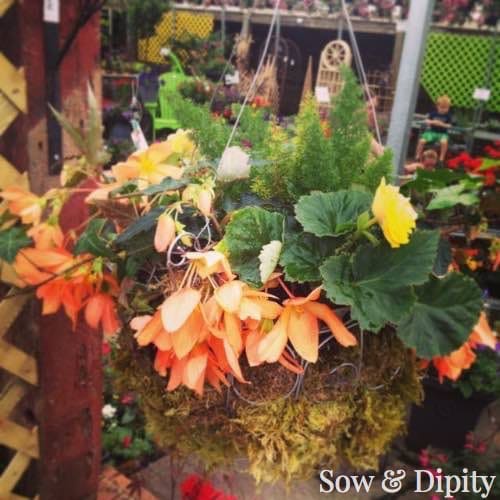 Shade plants for planters and baskets 5