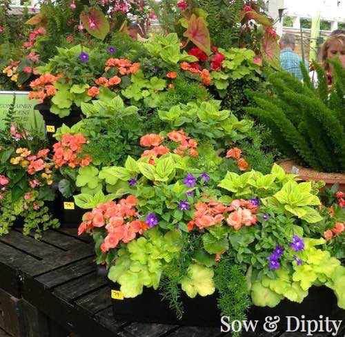 Shade plants for planters and baskets