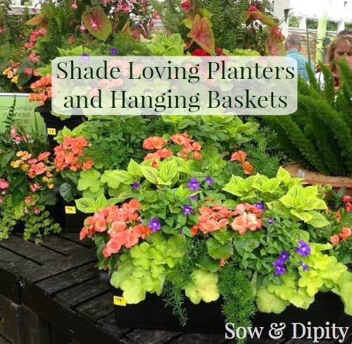 Shade plants for planters and baskets1