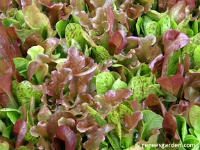 Lettuce's, Photo Courtesy of Renee's Garden