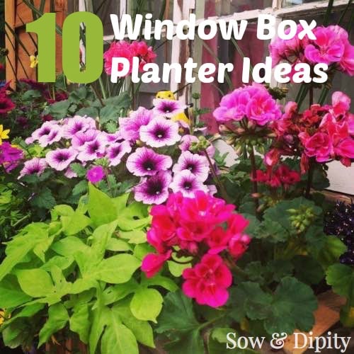 10 Window box planter Ideas