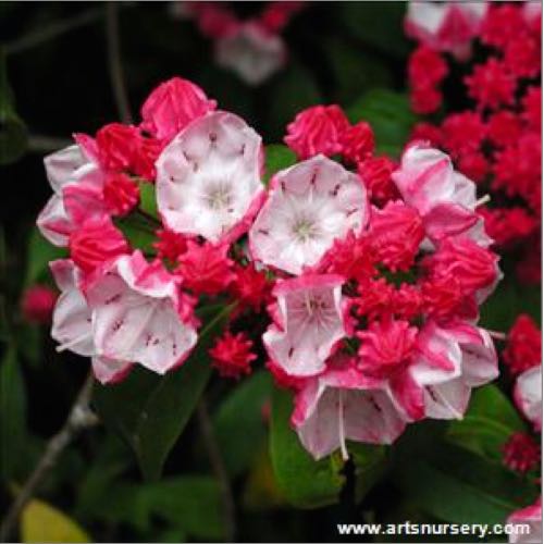 Patio Trees For Small Gardens