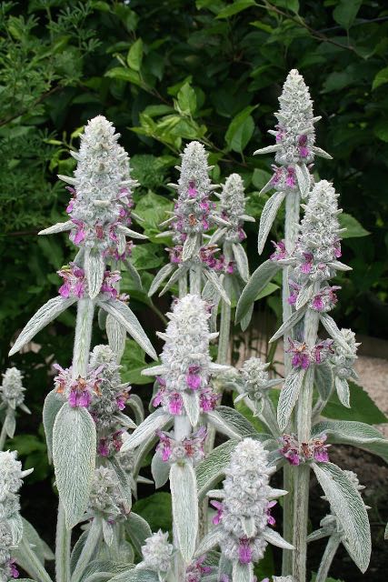 "0 Stachys byzantina - Yvoire (2)" by Jean-Pol GRANDMONT - Own work. Licensed under CC BY-SA 3.0 via Wikimedia Commons - 