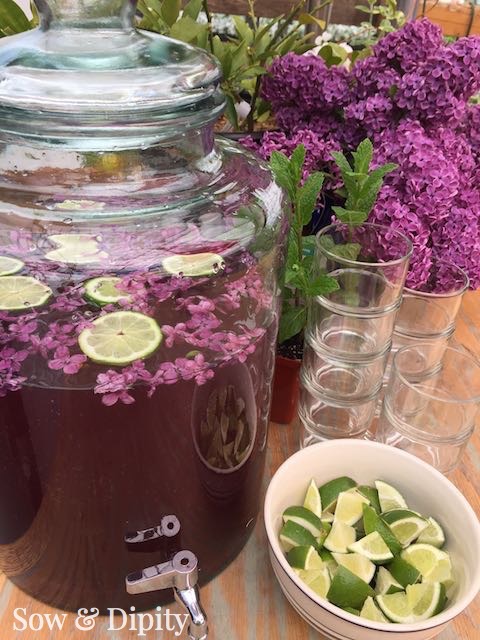 Lilac Infused Rum-Tail Recipe (1)
