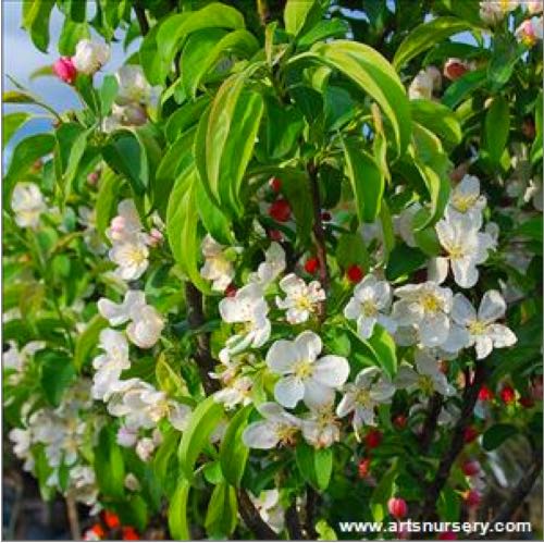 Patio Trees For Small Gardens