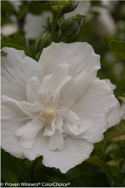 White Chiffon, Rose of Sharon