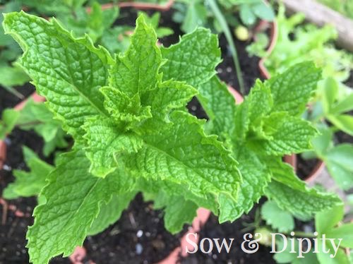 5 Most Useful Herbs in the Garden