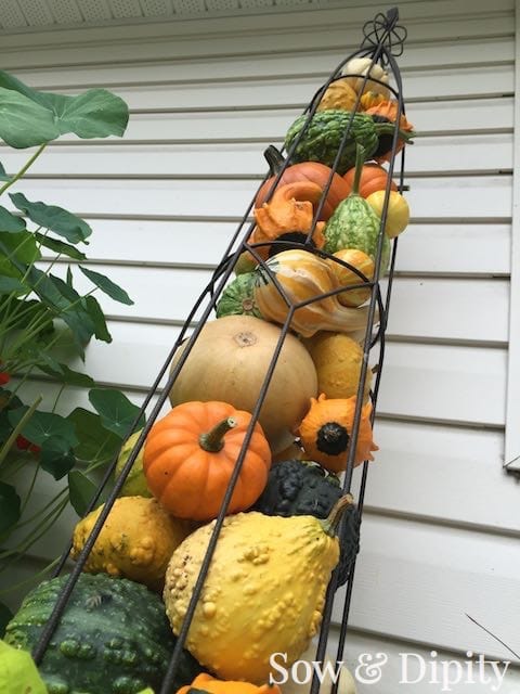 Decorating with gourds for fall