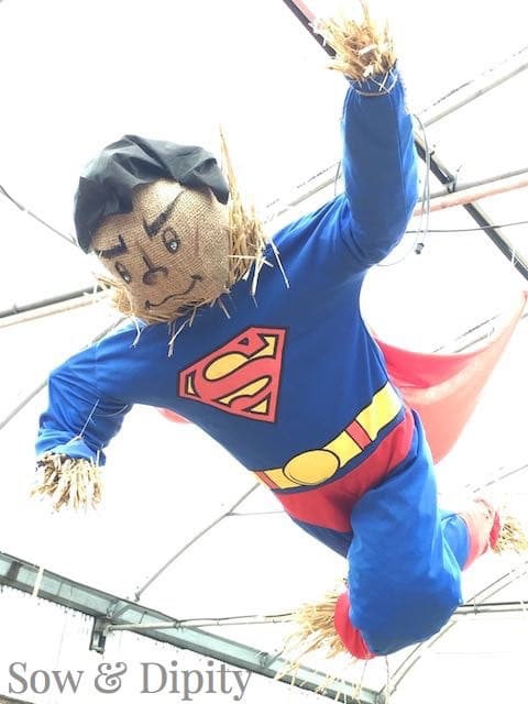 Superman scarecrow (1)