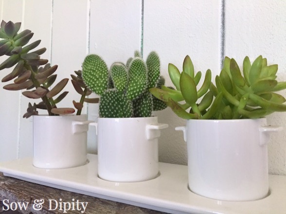 Mini cactus planter (1)
