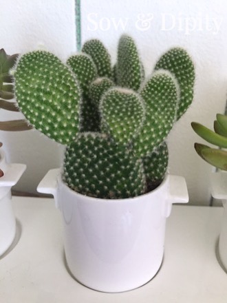 Mini cactus planter