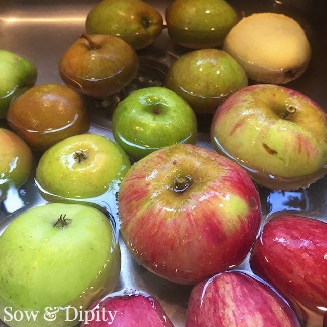 apple varieties (1)