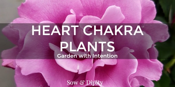 Plants To Balance The Heart Chakra