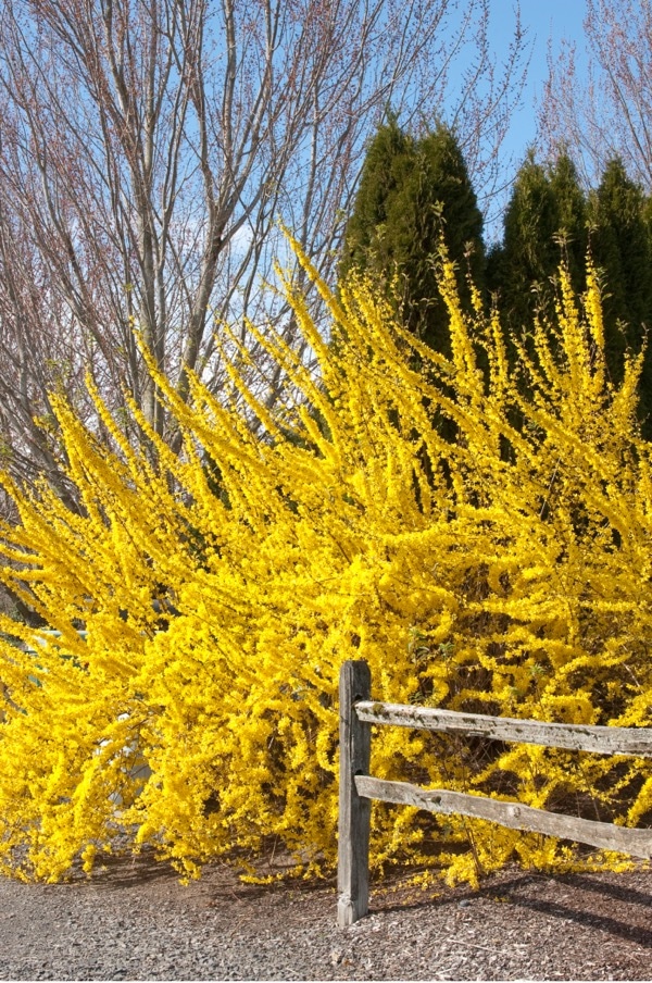 When everything else is still just waking up, Forsythia bursts force with gorgeous yellow blooms