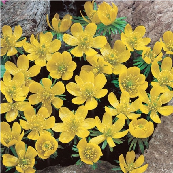 Mounds of yellow blossoms grow over rocks and banks.