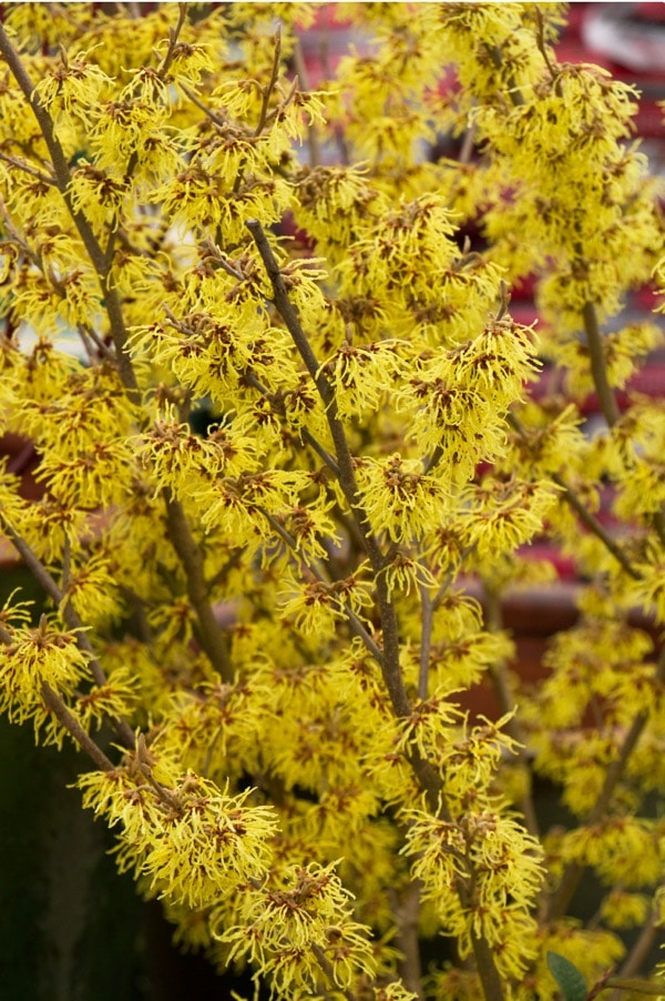 Witch Hazel is covered in gorgeous yellow blooms, perfect for balancing.